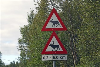 Warning signs for moose along a road through the dense forest, Troms, Norway, Europe