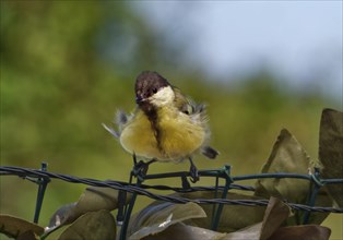 Young great tit (Parus major) torn apart by the wind