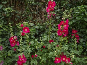 Red hollyhock (Alcea rosea) with common ivy (Hedera helix) in the background