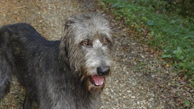 Attentive Irish Wolfhound (Canis lupus familiaris)