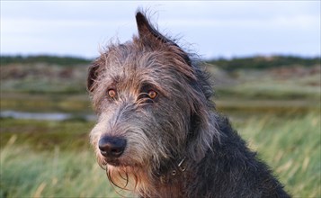 Irish wolfhound (Canis lupus familiaris) close-up in the evening sun