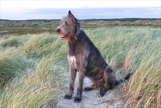 Irish wolfhound (Canis lupus familiaris) sits in the dunes near Bjerregard and watches the sunset