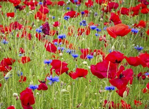 Poppies (Papaver rhoeas) and cornflowers (Centaurea cyanus) in a meadow