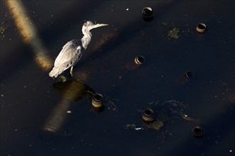 Grey heron (Ardea cinerea) from above in the former industrial waters in Westpark, industrial