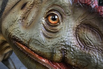 Allosaurus model, juvenile, different lizard, detail of the head, Dino City III, Bochum, Ruhr area,