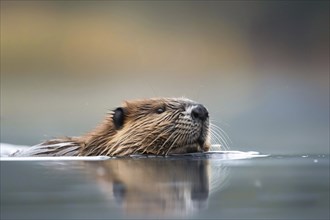 Wild beaver swimming in lake. Generative AI, AI generated