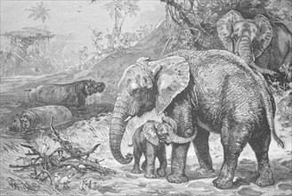 Hippos and African elephants in the wild, 1895, Historic, digitally restored reproduction from a