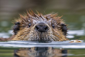 Close up of cute beaver swimming in water. Generative AI, AI generated