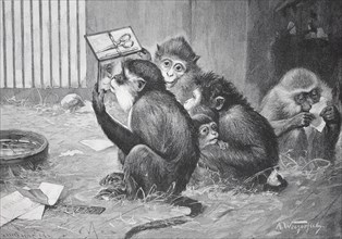 Group of monkeys busy reading and looking at paper and a manicure set on a wooden floor, Zoo scene,