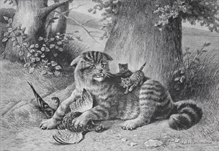 A cat lies in the forest, surrounded by its kittens, holding its prey, Wild cat with a captured