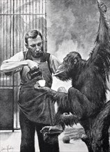 A man pouring coffee into a cup held by an ape, the orangutan Rolf in the Zoological Garden in