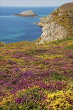 Cap Fréhel, 22 Cote d'Armor in July