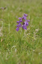 Orchis mascula in a meadow