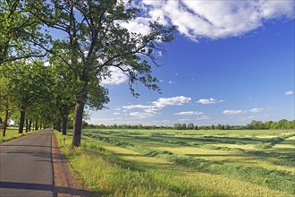 Landscape with green field, trees and a road under a blue sky, Lüchow-Dannenberg, Wendland, Lower