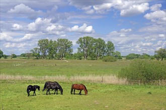 Horses grazing on a pasture under a blue sky with clouds, Elbe, Wendland, Lower Saxony, Germany,