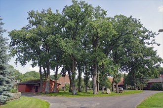 Village view with large trees and red houses under a sunny sky, Satemin, Rundlingsdorf, Wendland,