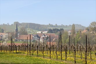 View of Ingenheim, Southern Palatinate, Palatinate, Rhineland-Palatinate, Germany, Europe