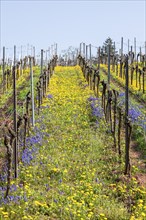 Vineyard in spring with yellow and blue flowers in a row formation under a clear sky, Southern