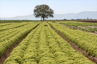 Salad fields, vegetable growing, Southern Palatinate, Palatinate, Rhineland-Palatinate, Germany,