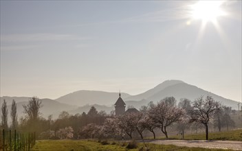 Almond tree blossom, almond tree (Prunus dulcis), Siebeldingen, German Wine Route, also Southern