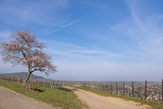 Birkweiler, German or Southern Wine Route, Southern Palatinate, Palatinate, Rhineland-Palatinate,