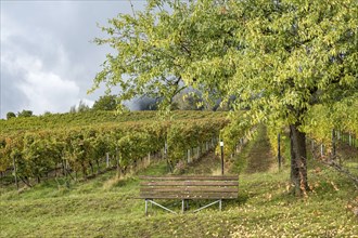 Vineyard, almond tree with fruit, Birkweiler, Southern Palatinate, German or Southern Wine Route,