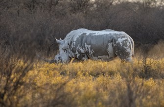 Southern white rhinoceros (Ceratotherium simum simum), in a flower meadow with yellow flowers, in