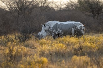 Southern white rhinoceros (Ceratotherium simum simum), in a flower meadow with yellow flowers, in