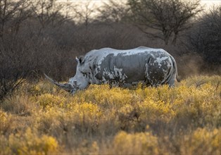 Southern white rhinoceros (Ceratotherium simum simum), in a flower meadow with yellow flowers, in