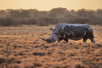 Southern white rhinoceros (Ceratotherium simum simum), in the evening light, Khama Rhino Sanctuary,