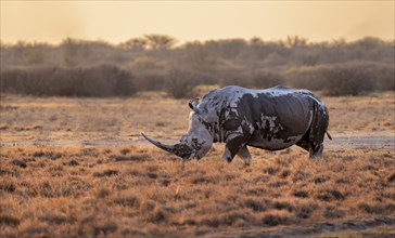 Southern white rhinoceros (Ceratotherium simum simum), in the evening light, Khama Rhino Sanctuary,