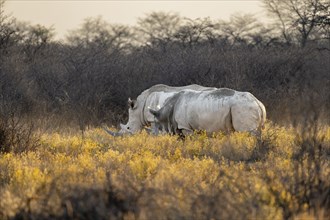 Southern white rhinoceros (Ceratotherium simum simum), two rhinos between yellow flowers in the