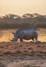 Southern white rhinoceros (Ceratotherium simum simum), kicking up dust, in the evening light, Khama