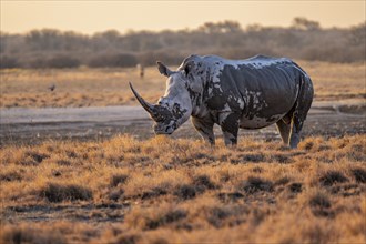 Southern white rhinoceros (Ceratotherium simum simum), in the evening light, Khama Rhino Sanctuary,