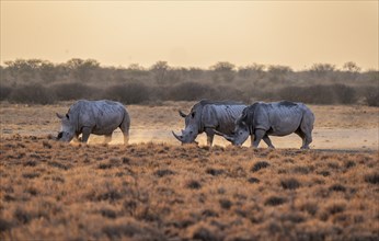 Southern white rhinoceros (Ceratotherium simum simum), three rhinos in the evening light, Khama