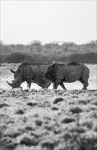 Southern white rhinoceros (Ceratotherium simum simum), two rhinos, black and white photo, Khama