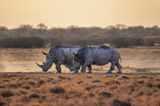 Southern white rhinoceros (Ceratotherium simum simum), two rhinos in the evening light, Khama Rhino