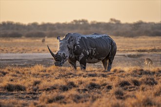 Southern white rhinoceros (Ceratotherium simum simum), in the evening light, Khama Rhino Sanctuary,