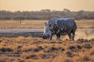 Southern white rhinoceros (Ceratotherium simum simum), in the evening light, Khama Rhino Sanctuary,