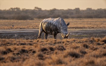 Southern white rhinoceros (Ceratotherium simum simum), in the evening light, Khama Rhino Sanctuary,