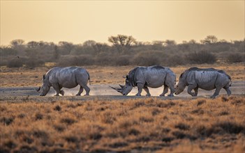 Southern white rhinoceros (Ceratotherium simum simum), three rhinos in the evening light, Khama