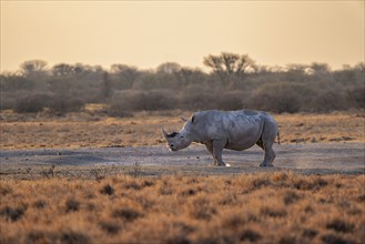 Southern white rhinoceros (Ceratotherium simum simum), in the evening light, Khama Rhino Sanctuary,