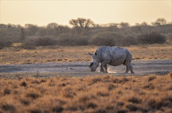 Southern white rhinoceros (Ceratotherium simum simum), in the evening light, Khama Rhino Sanctuary,