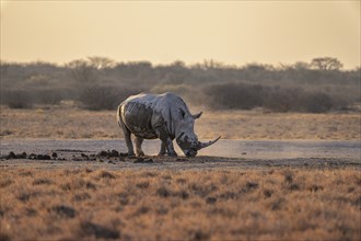 Southern white rhinoceros (Ceratotherium simum simum), in the evening light, Khama Rhino Sanctuary,