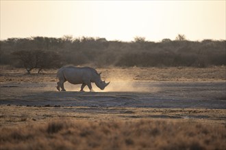 Southern white rhinoceros (Ceratotherium simum simum) kicking up dust, in the evening light, Khama