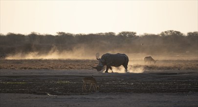 Southern white rhinoceros (Ceratotherium simum simum) kicking up dust, in the evening light, Khama