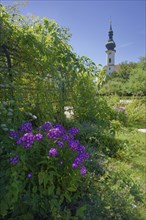 Castle garden in Starnberg, phlox, rococo church, St. Joseph, St. Joseph, church, flower, flower