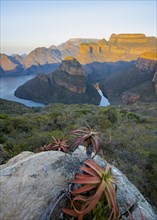 Agave on a rock, sunset at Blyde River Canyon with Three Rondawels peak, view of canyon with Blyde