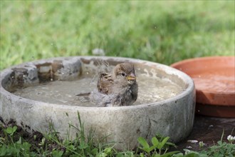 House sparrow (Passer domesticus), Songbird, Birdbath, Water, Portrait, A single sparrow bathes in