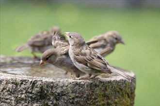 House sparrow (Passer domesticus), four, songbird, bird bath, water, Four sparrows sitting on a